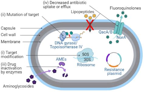 Staphylococcus Aureus: From Morphology to Antibiotic Resistance.
